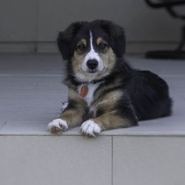 Miniature Australian Shepherd Puppies from Integrity Aussies Tx