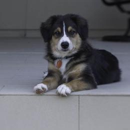 Miniature Australian Shepherd Puppies from Integrity Aussies Tx