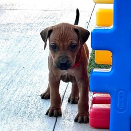 Red boy - Rhodesian Ridgeback puppy in Palm Bay, Florida from Prestige Chihuahuas