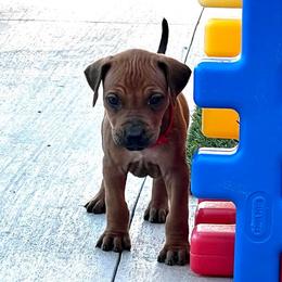 Red boy - Rhodesian Ridgeback puppy in Palm Bay, Florida from Prestige Chihuahuas