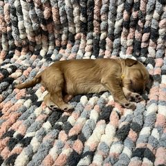 Double Doodle and Goldendoodle Puppies from Doodle Family