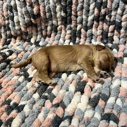 Double Doodle and Goldendoodle Puppies from Doodle Family