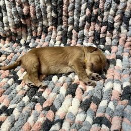 Double Doodle and Goldendoodle Puppies from Doodle Family