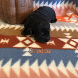 Cheddar - Black male Schnoodle puppy in Pleasanton, Texas from Gooch Canines (Giant Schnoodles)