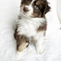 Australian Shepherd Puppies from HomeGrown Aussies
