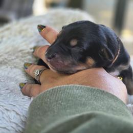 Freddy - Black tri-color male Australian Shepherd puppy in Salem, Oregon from Steady Aim Aussies