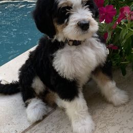 Bernedoodle puppies from Gracie's Goldendoodles and Bernedoodles