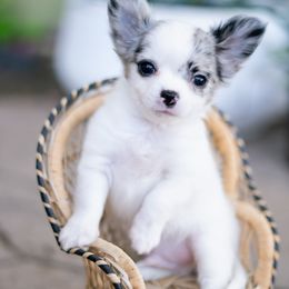 Lightning - Merle male Chihuahua puppy in Phoenix, Arizona from Arizona Adventure Chihuahuas