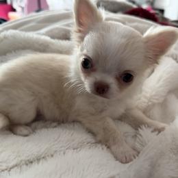 Chihuahua Puppies from Dreamy Divine Chihuahuas