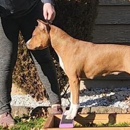 American Staffordshire Terriers from Tempest AmStaffs