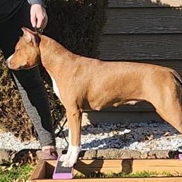 American Staffordshire Terriers from Tempest AmStaffs