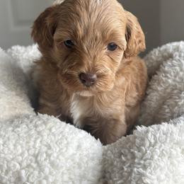 Sunny - Apricot female Goldendoodle puppy in Waterford, California from Alvdoodles