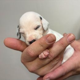 Aunt Em - White and black female Dalmatian puppy in Chehalis, Washington from Dalmatian Vacation