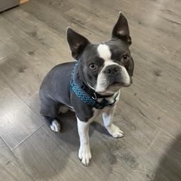 Smokey - Boston Terrier