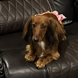 Zoey - Dachshund