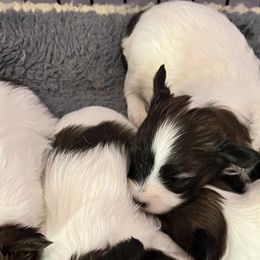 Papillon Puppies from A Circle Of Love Papillons