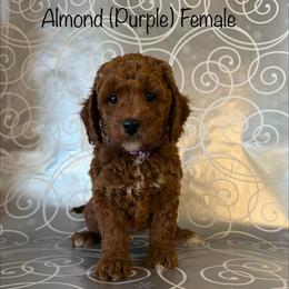 Almond - Red  female Goldendoodle puppy in De Pere, Wisconsin from Kinzor Kennels