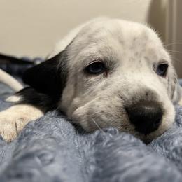 Coal - Black tan and bluetick male Beagle puppy in Jasper, Texas from Beech Grove Beagles