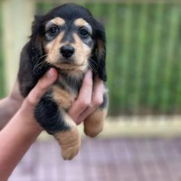 Boy 2 white on chest - Black and tan male Dachshund puppy in Hudson, North Carolina from Foothills Precious Paws