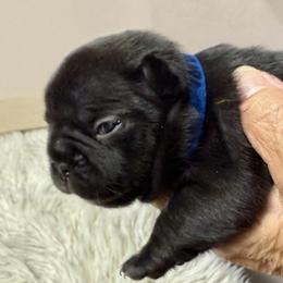 Black 2 - Black female French Bulldog puppy in Clifton, Texas from Blue Ribbon French Bulldogs