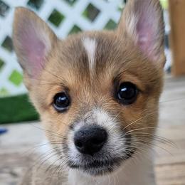 Boy 4 - Jimmy - Pembroke Welsh Corgi puppy in San Antonio, Texas from Bishop Paws & More.
