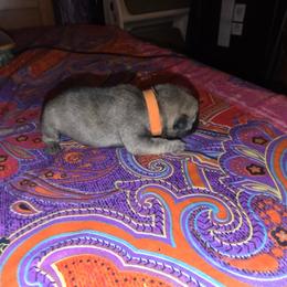 Bakugo - Silver male Pug puppy in Spokane, Washington from Kapelac's Royal Pugs
