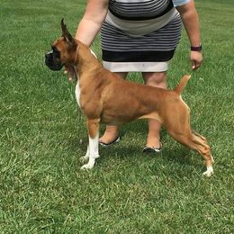 Hanna - Boxer