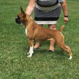 Hanna - Boxer