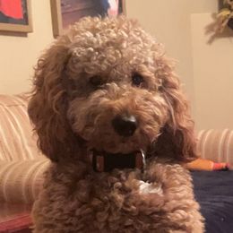 Waylon - Goldendoodle