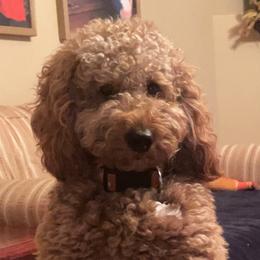 Waylon - Goldendoodle