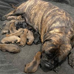 Bullmastiff Puppies from Black Mountain Bullmastiffs
