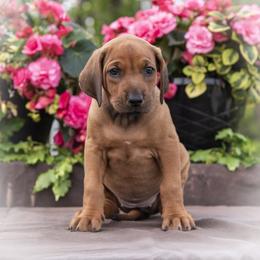 Miss Green - Rd whtn blk nose female Rhodesian Ridgeback puppy in Hillman, Minnesota from Rhoxwood Kennel