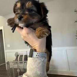 Max - Blue and gold male Yorkshire Terrier puppy in Dewy Rose, Georgia from Dewy Rose Yorkies
