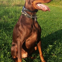 Doberman Pinschers from Vom Herzen Dobermans