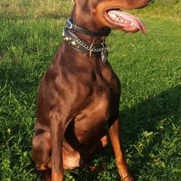 Doberman Pinschers from Vom Herzen Dobermans