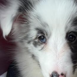 Shetland Sheepdogs and Toy Shetland Sheepdogs from 2kg Shelties
