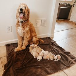 Goldendoodle Puppies from J + A Family Doodles