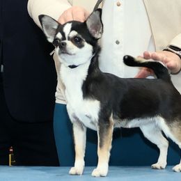 Wednesday - Bravo N' Hyland's the Goo Goo Muck - Chihuahua