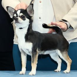 Wednesday - Bravo N' Hyland's the Goo Goo Muck - Chihuahua
