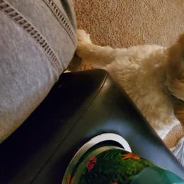 Mia - Goldendoodle