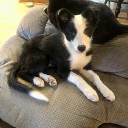 Border Collie Puppies from Cahill’s Canines