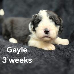 Gayle - Gray and white female Old English Sheepdog puppy in Sutherlin, Oregon from Sapphire Eyes Sheepdogs