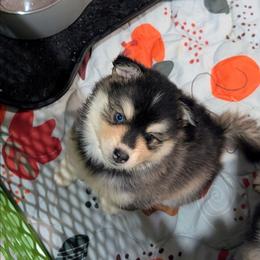 Vulcan - 2200 - Tri-color male Pomsky puppy in Spring Hill, Florida from www.PuppyTimeEmporium.com