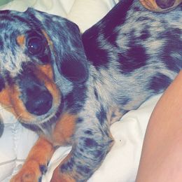 Dachshunds and Miniature Australian Shepherds from Liberty Oaks Aussies and Dachshunds
