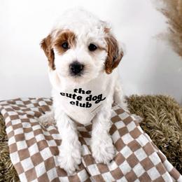 Twelve - Parti male Goldendoodle puppy in Russell Springs, Kentucky from Milk & Honey Doodles