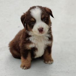 Miniature Australian Shepherd and Toy Australian Shepherd Puppies from C&K Rocky Hill Aussies