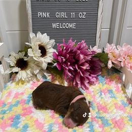 Aussiedoodle and Australian Shepherd Puppies from Loving Puppy Paws Kennel