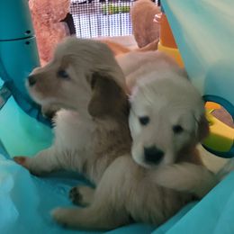 Golden Retriever Puppies from Middlecreek Goldens