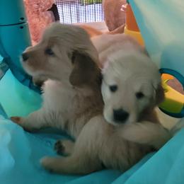 Golden Retriever Puppies from Middlecreek Goldens