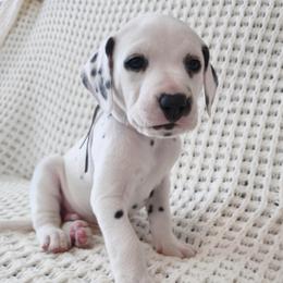 Peach Schnapps - LUA - White and black male Dalmatian puppy in Jefferson, Georgia from Spotted Jewels Dalmatians